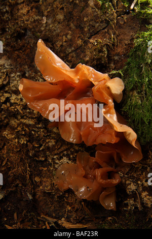 Un grand jelly champignon poussant sur une souche d'arbre Limousin France Banque D'Images