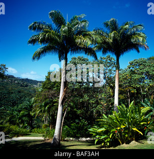 Forêt de Fleurs Barbade St Joseph Banque D'Images