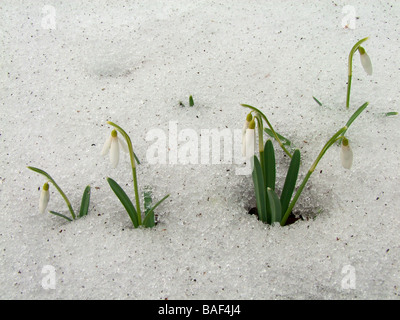 Snowdrop Galanthus nivalis commun ( ) dans la neige Banque D'Images