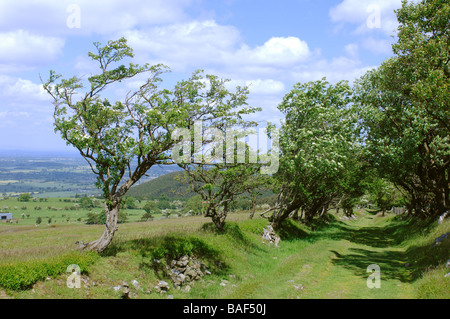 Voie verte bordée d'un ancien droit de passage sur les Stiperstones Hills dans le Shropshire en Angleterre Banque D'Images