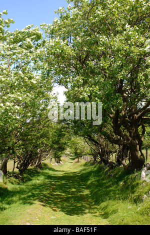 Voie verte bordée d'un ancien droit de passage sur les Stiperstones Hills dans le Shropshire en Angleterre Banque D'Images