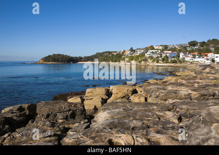 Arbre généalogique chou Bay et Shelly Beach park, Manly, Sydney, New South Wales, Australia Banque D'Images