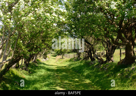 Voie verte bordée d'un ancien droit de passage sur les Stiperstones Hills dans le Shropshire en Angleterre Banque D'Images