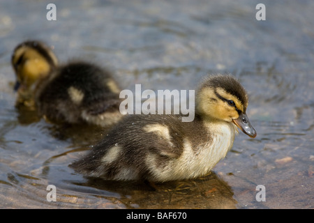 Les poussins de Canards colverts dans l'eau Banque D'Images