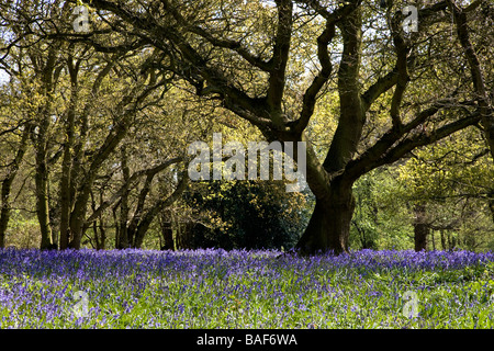 Bois de West Bergholt Hillhouse, près de Colchester, Essex, pleine de jacinthes des bois au printemps Banque D'Images