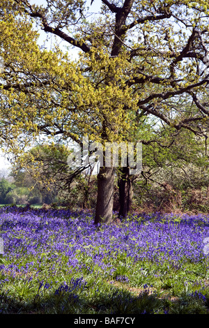 Bois de West Bergholt Hillhouse, près de Colchester, Essex, pleine de jacinthes des bois au printemps Banque D'Images