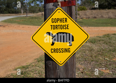 Gopher tortue en voie de passage à niveau à Bok Tower Gardens National Historic Landmark Lake Wales en Floride Banque D'Images