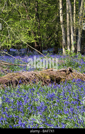 Bois de West Bergholt Hillhouse, près de Colchester, Essex, pleine de jacinthes des bois au printemps Banque D'Images