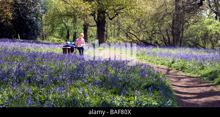 Bois de West Bergholt Hillhouse, près de Colchester, Essex, qui est plein de jacinthes des bois au printemps Banque D'Images