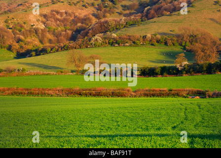 Les terres agricoles dans les contreforts des South Downs près de ditchlin g West Sussex England UK Banque D'Images