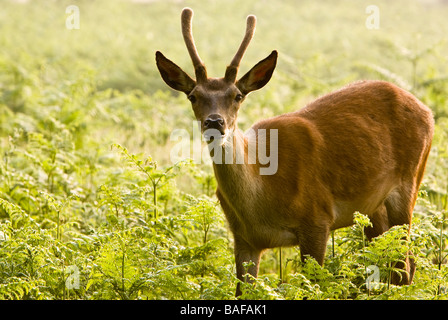 Les jeunes red deer stag en bracken Bushy Park, près de Teddington, Grand Londres. Banque D'Images