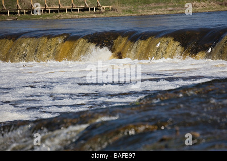 Poisson vimba saut à l'époque du frai sur Ventas Rumba de cascades à Kuldiga Lettonie Kurzeme ville Banque D'Images