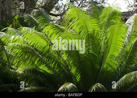 Les Jardins De La Tour Bok National Historic Landmark Lake Wales en Floride Reine Cycas circinalis un sagoutier cycad Banque D'Images