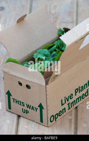 Les jeunes plantes vivantes dans une boîte livrée par la poste Banque D'Images