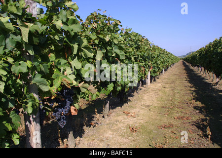 Cose des raisins merlot rouge dans vinyard. St Emilion Gironde Aquitaine. France StEmilion vignes horizontale09770 Banque D'Images