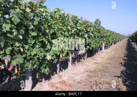 Cose des raisins merlot rouge dans vinyard. St Emilion Gironde Aquitaine. France StEmilion horizontale vignes09769 Banque D'Images