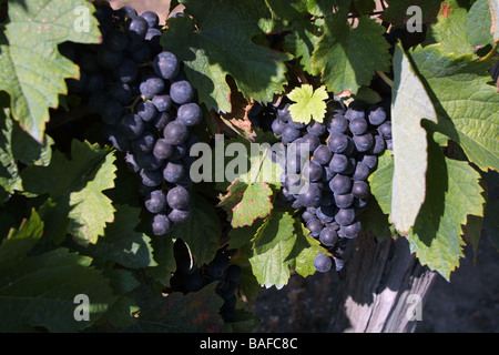 Cose des raisins merlot rouge dans vinyard. St Emilion Gironde Aquitaine. France StEmilion horizontale vignes09776 Banque D'Images