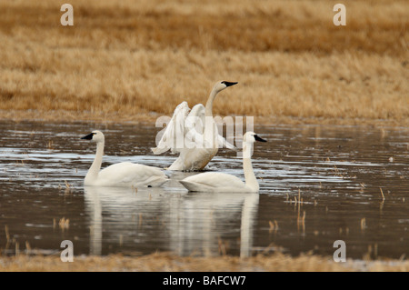 Le Cygne siffleur 09225 Banque D'Images