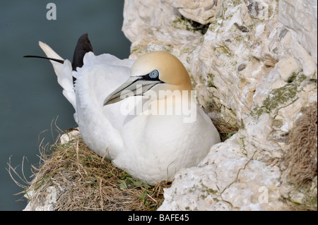 Fou de Bassan. Sula bassana. Incubation nichent à Bempton Cliffs. Le Yorkshire. Anglais : Fou de Bassan : Basstölpel Allemand Espagnol : Alcatraz atlántico Banque D'Images