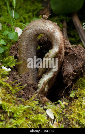 Les jeunes de la fougère (Pteridium aquilinum) déploiement de frondes. Banque D'Images