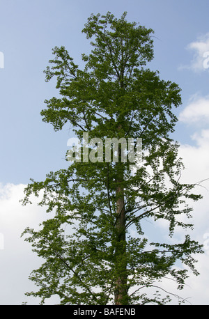 Dawn Redwood, Metasequoia gloptostroboides. Sichuan Hubei, Chine Banque D'Images