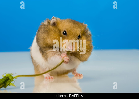 Waterbottle hamster boit de l'eau boisson bouteille pet animal agile home stretch attitude caméléon et le zoo de rongeurs goldhamster, amusant, drôle Banque D'Images