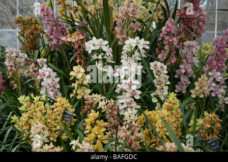 Affichage d'Orchidées Kew Gardens, Surrey, UK Banque D'Images