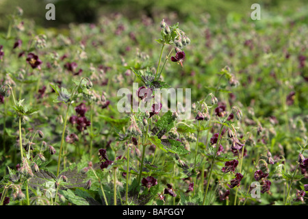 Dusky Cranesbill, Mourning Widow ou Black Widow, Geranium phaeum 'Samobor', Geraniaceae. Europe centrale occidentale Banque D'Images