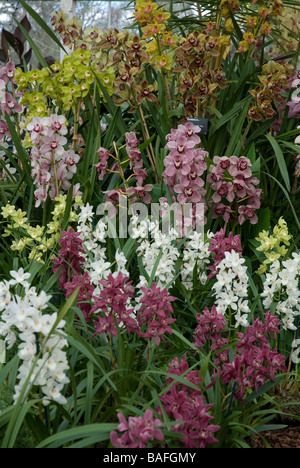 Affichage d'Orchidées Kew Gardens, Surrey, UK Banque D'Images