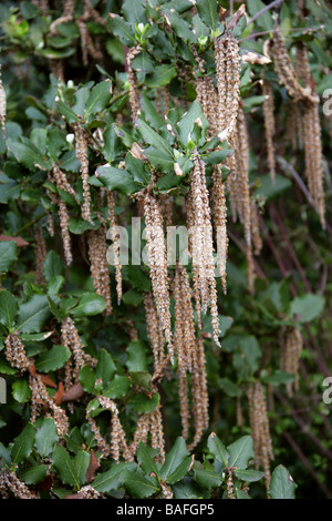 Coast sérigraphies tassel aka Silk Tassel ou Wavyleaf Silktassel Bush, Garrya elliptica, 'James Roof', Garryaceae, California, USA Banque D'Images