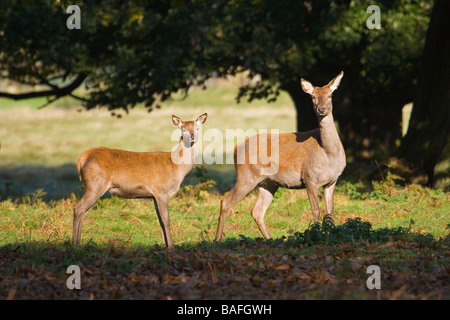 Red Deer (Cervus elaphus) Hind avec de jeunes en automne dans la campagne anglaise Banque D'Images