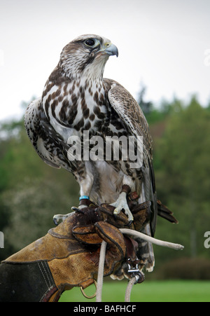 Faucon sacre Falco cherrug faucon dans la main gantée de Falconer, espèce en voie de disparition Banque D'Images
