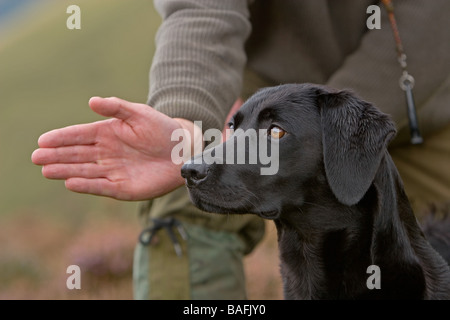 Un Labrador noir d'être envoyés pour récupérer un Banque D'Images