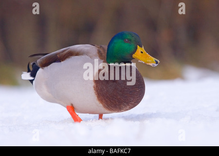 Canard colvert se nourrir dans la neige Lincolnshire du Nord Royaume Uni Banque D'Images