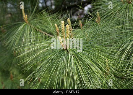 Bhutan Pine, Pinus wallichiana, Pinaceae, Europe centrale et de l'Himalaya et le Népal Banque D'Images