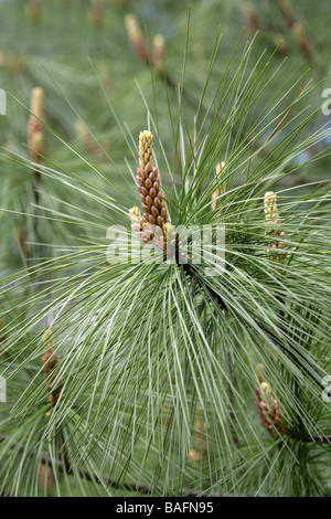 Bhutan Pine, Pinus wallichiana, Pinaceae, Europe centrale et de l'Himalaya et le Népal Banque D'Images