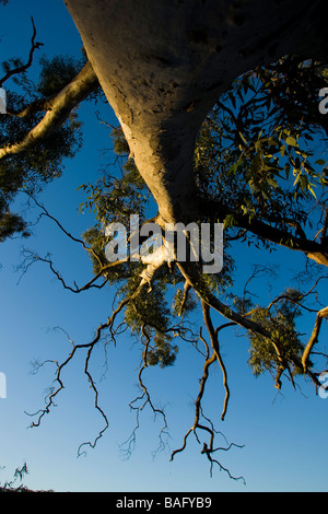 Regardant vers le haut le long du tronc d'un gommier avec la lumière de fin de soirée Banque D'Images