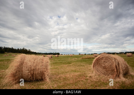 Terrain agricole de bottes de foin / meules sous un ciel nuageux - San Juan Island WA, USA. Banque D'Images