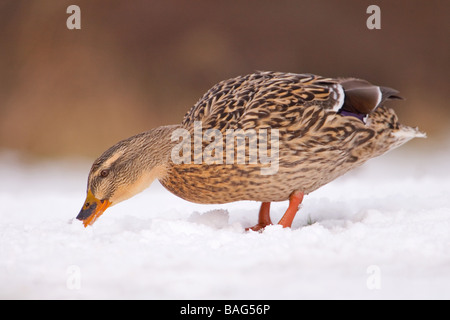 Canard colvert se nourrir dans la neige Lincolnshire du Nord Royaume Uni Banque D'Images