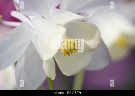 Ancolie blanche (aquilegia) Banque D'Images