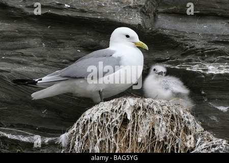 La Mouette tridactyle (Rissa tridactyla) avec Chick sur falaise de mer nichent à Northumberland, England, UK Banque D'Images