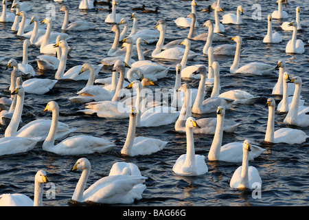 Grand Troupeau de cygnes chanteurs (Cygnus cygnus Natation prise à Martin simple WWT, Lancashire UK Banque D'Images