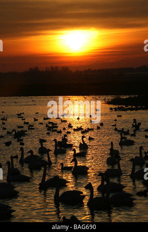 Portrait de cygne chanteur Cygnus cygnus au coucher du Soleil prise à Martin simple WWT, Lancashire UK Banque D'Images