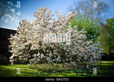 Un magnolia en fleurs Banque D'Images
