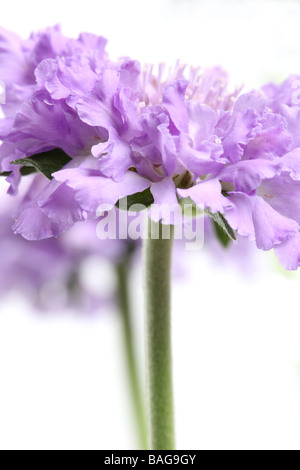 Coussins Fleurs Scabious Bleu papillon Banque D'Images