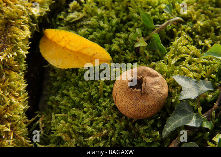 Une sclérodermie areolatum Puff ball champignon poussant sur de la mousse dans les bois haut ouvert pour disperser les spores Limousin France Banque D'Images