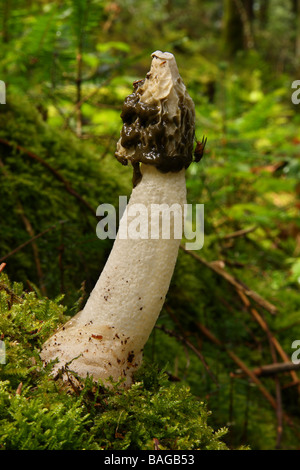 Un Phalle impudique Phallus impudicus par de plus en plus charmante en forêt mixte Banque D'Images