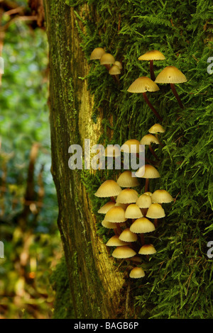 Une colonie de champignons sur le côté d'un arbre Limousin France Banque D'Images