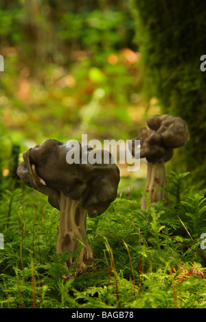 Une fausse Morel Gyromitra esculenta champignon en bois moussus un deuxième derrière Limousin France Banque D'Images