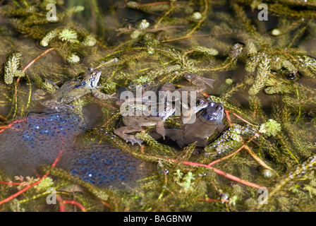 Les grenouilles de frai et frog frayer dans un étang de jardin. Banque D'Images